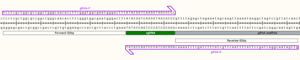 图3-1. gRNA上下游片段设置示意图。